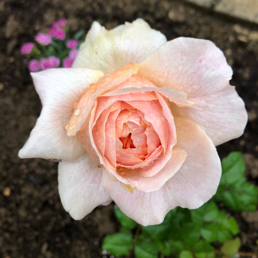 Rose Floriana (Floribunda) in the GardenTags plant encyclopedia