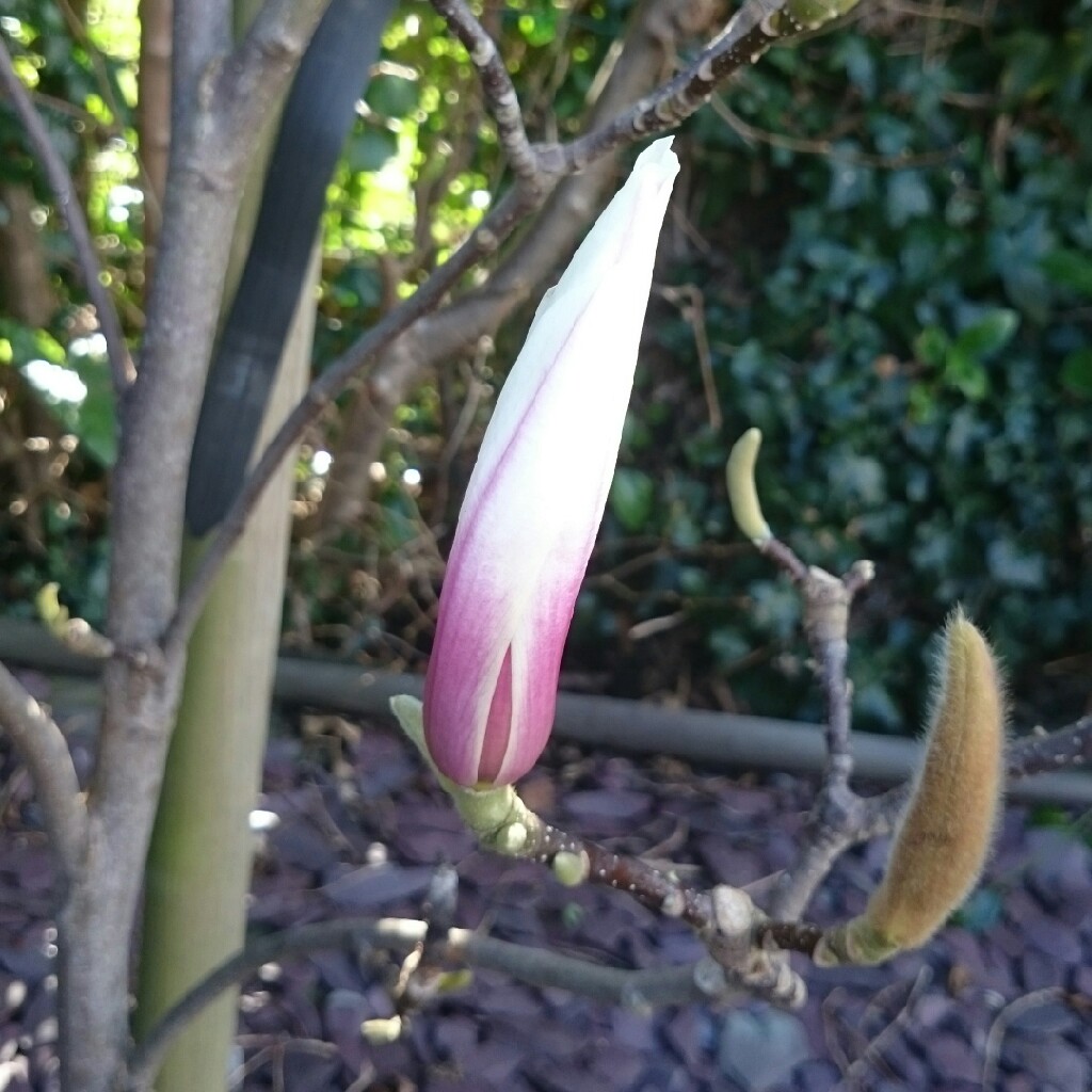 Magnolia x soulangeana Red Lucky in the GardenTags plant encyclopedia Magnolia Red Lucky in the GardenTags plant encyclopedia