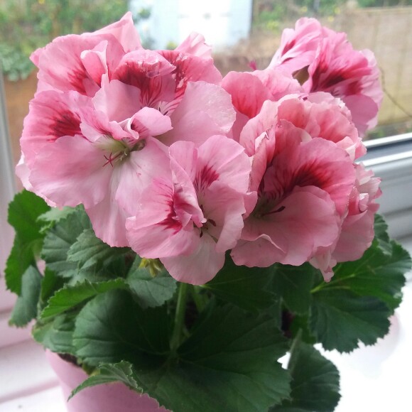 Pelargonium (Species) Regal Pelargonium in the GardenTags plant encyclopedia