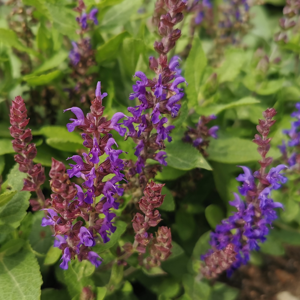 Salvia nemorosa Alkif syn. Salvia nemorosa Blue Bouquetta in the GardenTags plant encyclopedia Balkan Clary Sage Blue Bouquetta in the GardenTags plant encyclopedia