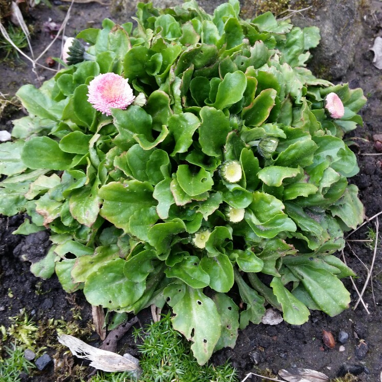Bellis perennis Dresden China in the GardenTags plant encyclopedia Daisy Dresden China in the GardenTags plant encyclopedia