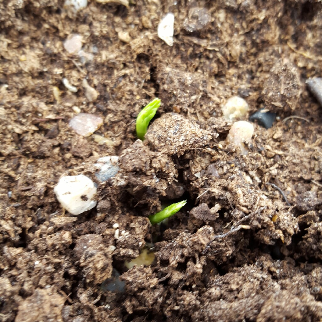 Pea Early Onward in the GardenTags plant encyclopedia