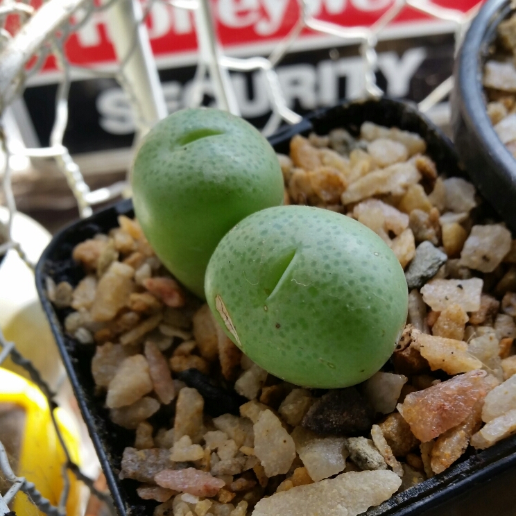 Conophytum pillansii in the GardenTags plant encyclopedia Living Pebble in the GardenTags plant encyclopedia