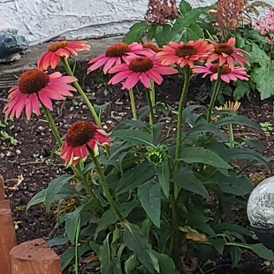 Echinacea Lakota Fire (Lakota Series) in the GardenTags plant encyclopedia Coneflower Lakota Fire in the GardenTags plant encyclopedia