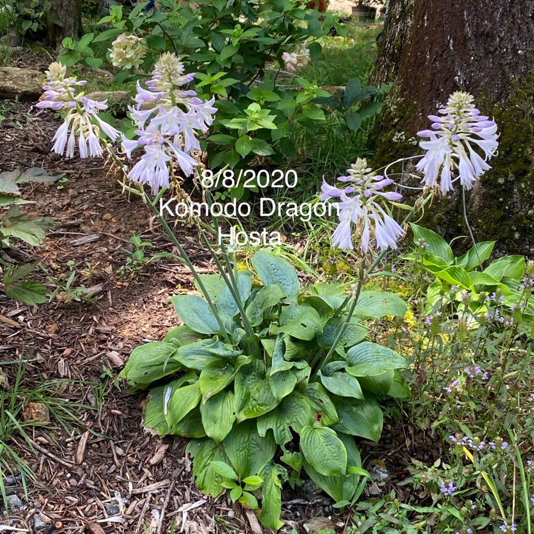 Hosta Komodo Dragon in the GardenTags plant encyclopedia Plantain Lily Komodo Dragon in the GardenTags plant encyclopedia