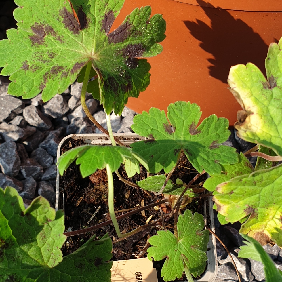 Geranium Tiny Monster in the GardenTags plant encyclopedia Cranesbill Tiny Monster in the GardenTags plant encyclopedia