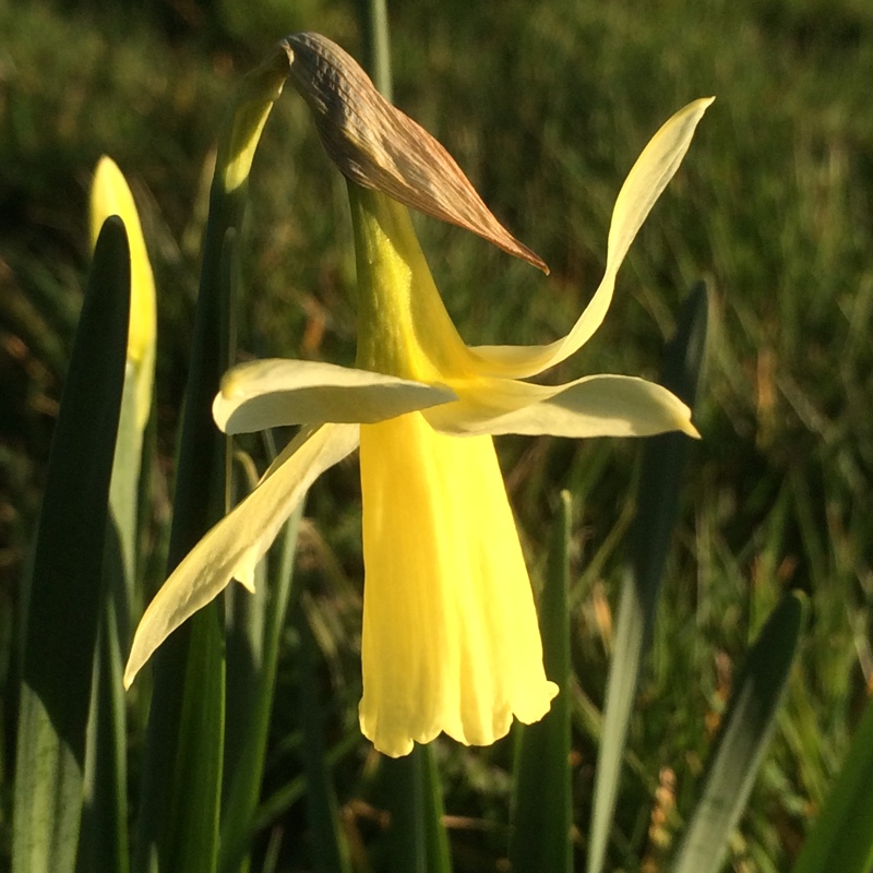 Narcissus Queen of Spain syn. Narcissus Villa Cha in the GardenTags plant encyclopedia Daffodil Queen of Spain (Triandrus) in the GardenTags plant encyclopedia