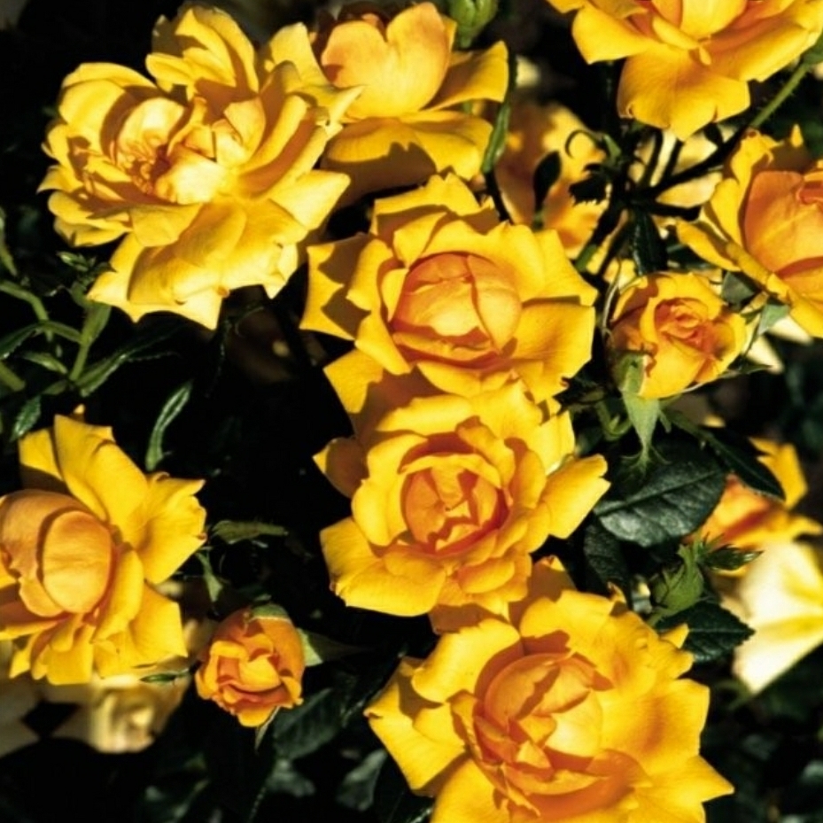 Rosa Mehamber syn. Rosa Amber Nectar in the GardenTags plant encyclopedia Rose Amber Nectar (Floribunda) in the GardenTags plant encyclopedia