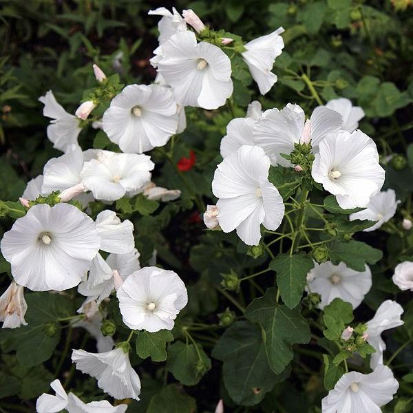 Lavatera trimestris White Beauty in the GardenTags plant encyclopedia Annual Mallow White Beauty in the GardenTags plant encyclopedia