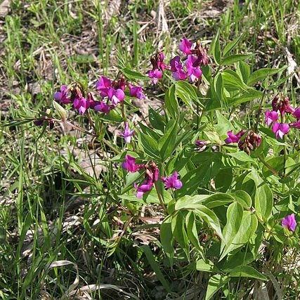 Lathyrus Vernus in the GardenTags plant encyclopedia Spring Pea in the GardenTags plant encyclopedia
