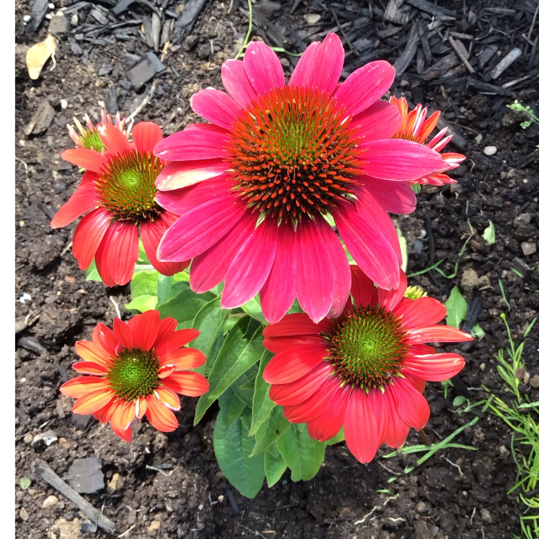 Echinacea Balsomtresgo (Sombrero Series) syn. Echinacea Sombrero Tres Amigos in the GardenTags plant encyclopedia Coneflower Sombrero Tres Amigos in the GardenTags plant encyclopedia