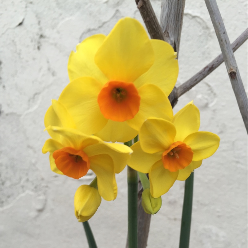 Narcissus Hoopoe in the GardenTags plant encyclopedia Daffodil Hoopoe (Tazetta) in the GardenTags plant encyclopedia