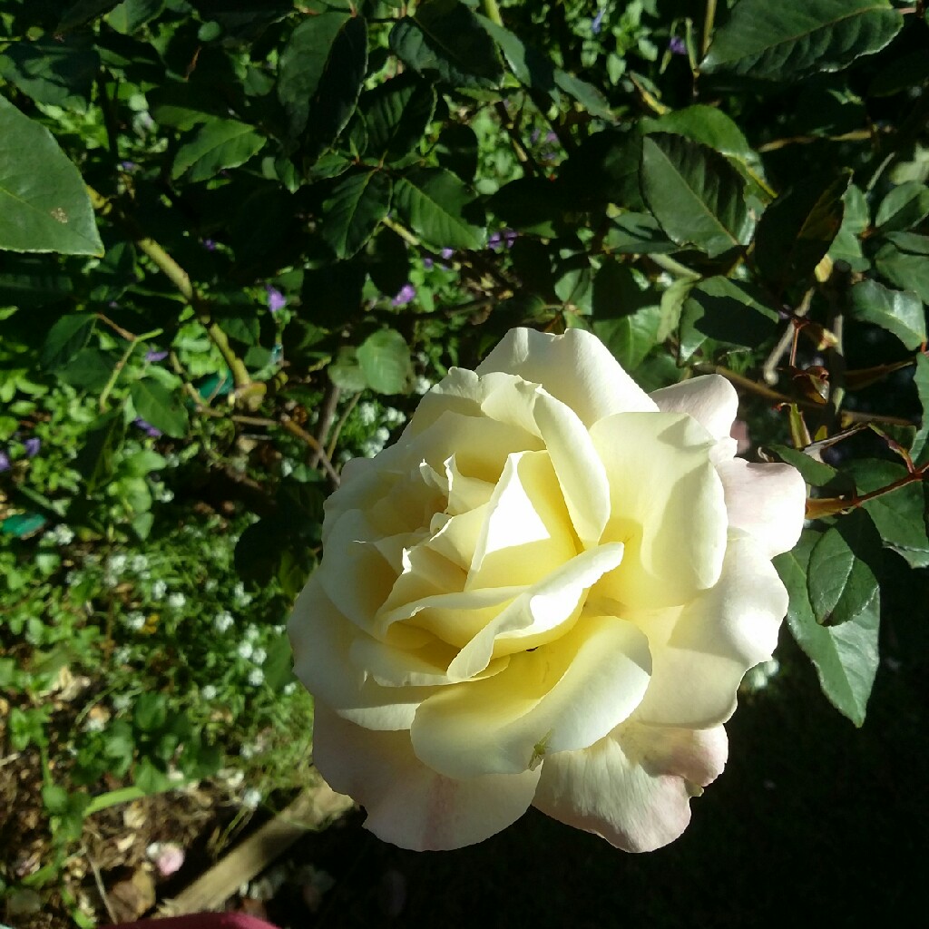 Rosa Mrs Dudley Cross in the GardenTags plant encyclopedia Rose Mrs Dudley Cross in the GardenTags plant encyclopedia