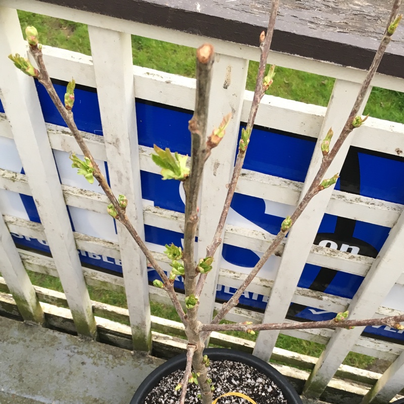 Prunus Avium Black Gold in the GardenTags plant encyclopedia Sweet Cherry Tree Black Gold in the GardenTags plant encyclopedia