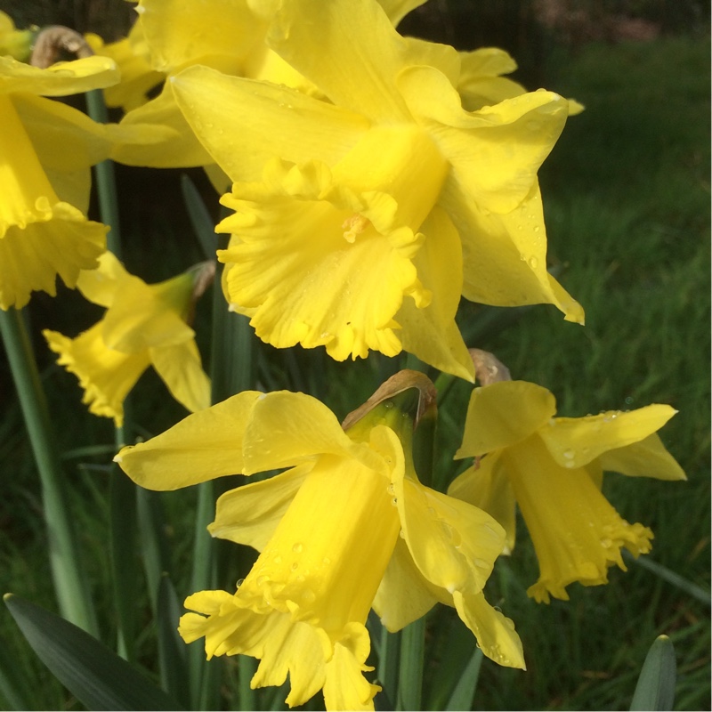 Narcissus Spellbinder syn. Narcissus Spellbound in the GardenTags plant encyclopedia Daffodil Spellbinder (Trumpet) in the GardenTags plant encyclopedia