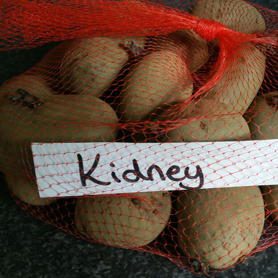 Solanum tuberosum International Kidney in the GardenTags plant encyclopedia Potato International Kidney in the GardenTags plant encyclopedia