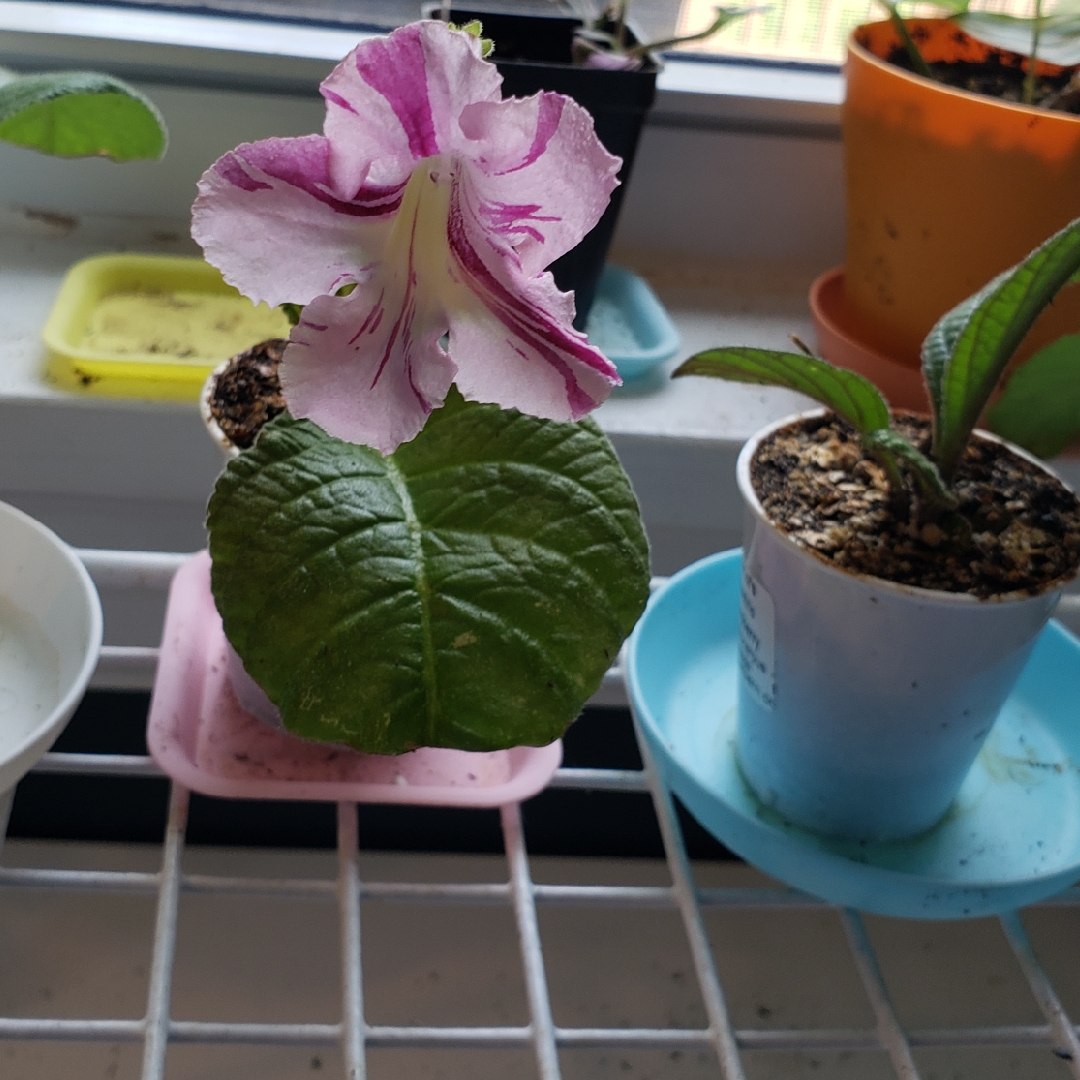 Streptocarpus Bristols Spectacular in the GardenTags plant encyclopedia Cape Primrose Bristols Spectacular in the GardenTags plant encyclopedia