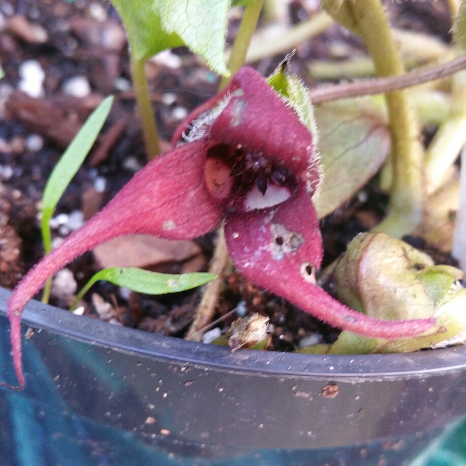 Asarum caudatum in the GardenTags plant encyclopedia Western Wild Ginger in the GardenTags plant encyclopedia