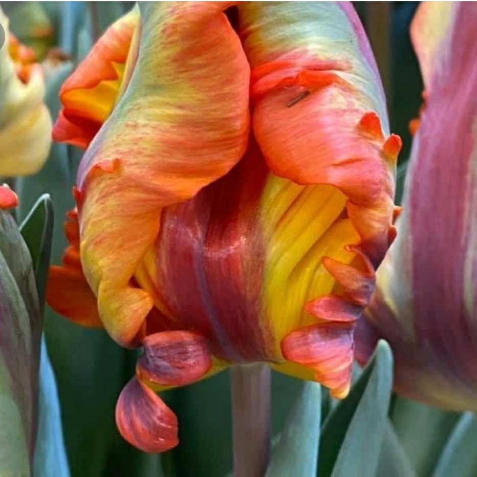 Tulipa Rasta Parrot in the GardenTags plant encyclopedia Tulip Rasta Parrot (Parrot) in the GardenTags plant encyclopedia