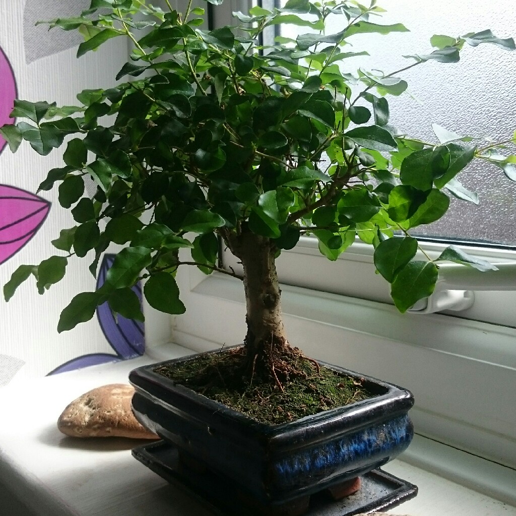Buxus bonsai in the GardenTags plant encyclopedia Box Bonsai in the GardenTags plant encyclopedia