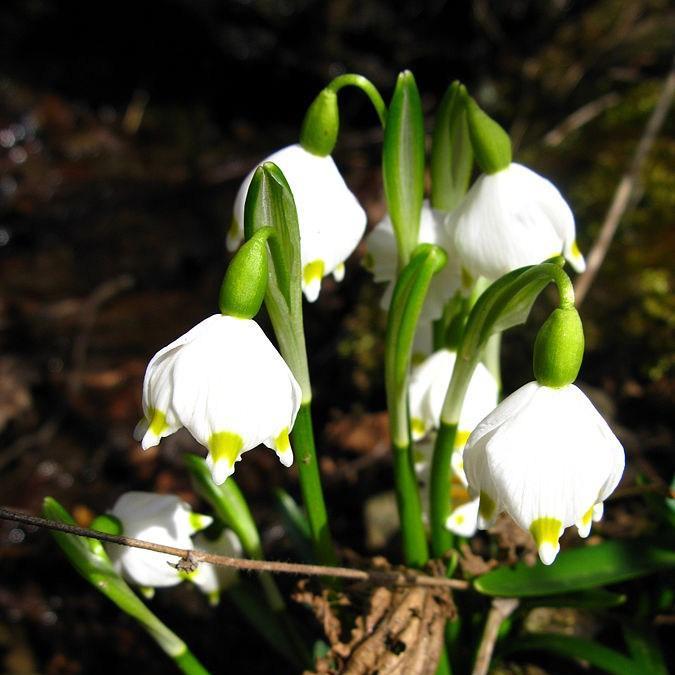 Spring Snowflake in the GardenTags plant encyclopedia