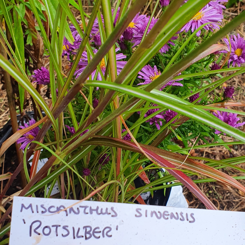 Miscanthus sinensis Rotsilber in the GardenTags plant encyclopedia Silver Grass Rotsilber in the GardenTags plant encyclopedia