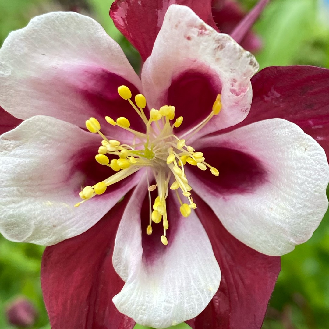 Aquilegia Origami Mix in the GardenTags plant encyclopedia Columbine Origami Mix in the GardenTags plant encyclopedia
