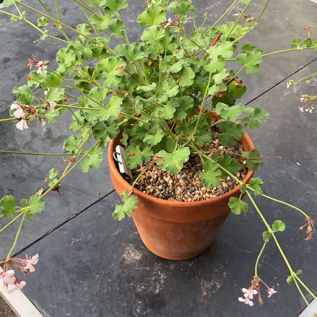 Pelargonium (Fragrans Group) syn. Pelargonium x fragrans in the GardenTags plant encyclopedia Pelargonium Fragrans (Scented) in the GardenTags plant encyclopedia