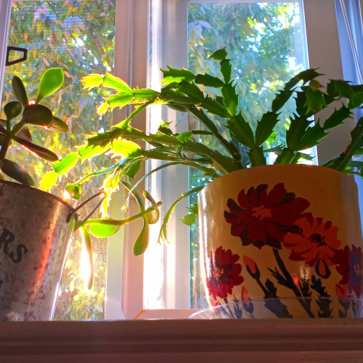 Christmas Cactus  in the GardenTags plant encyclopedia