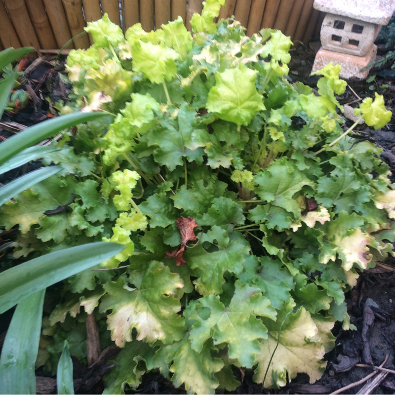 Heuchera Lime Rickey in the GardenTags plant encyclopedia Alumroot Lime Rickey in the GardenTags plant encyclopedia