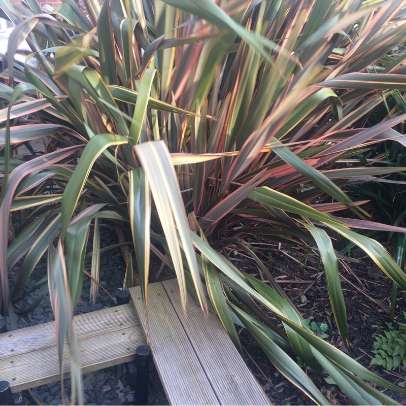 Phormium Sundowner in the GardenTags plant encyclopedia New Zealand Flax Sundowner in the GardenTags plant encyclopedia