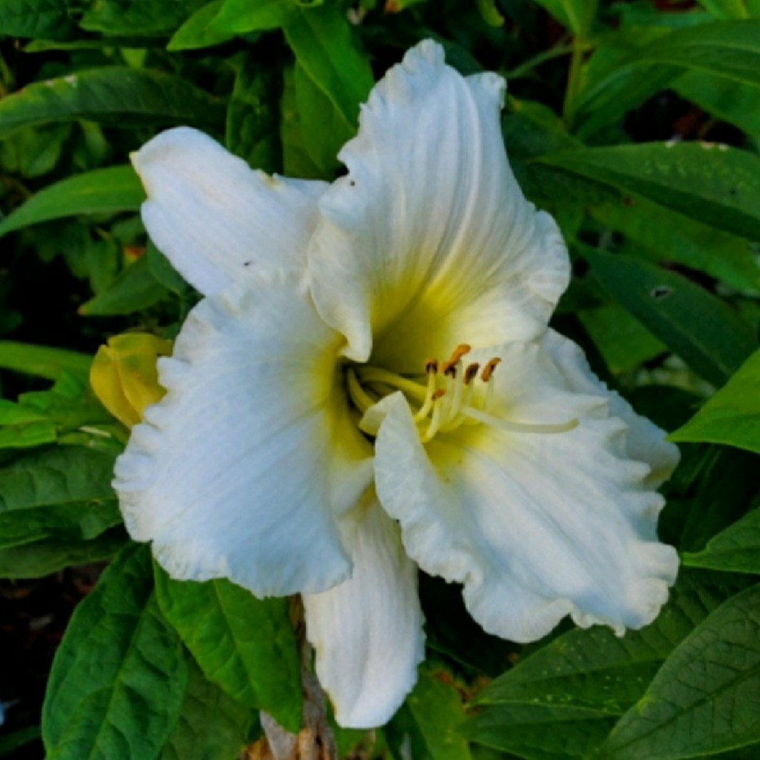 Hemerocallis Royal Frosting in the GardenTags plant encyclopedia Daylily Royal Frosting in the GardenTags plant encyclopedia