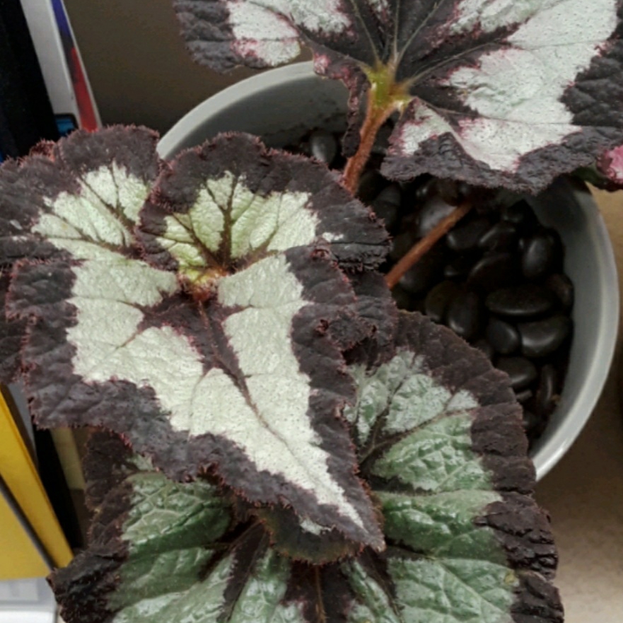 Begonia (Rex Cultorum Group) China Curl syn. Begonia rex China Curl in the GardenTags plant encyclopedia Rex Begonia China Curl in the GardenTags plant encyclopedia
