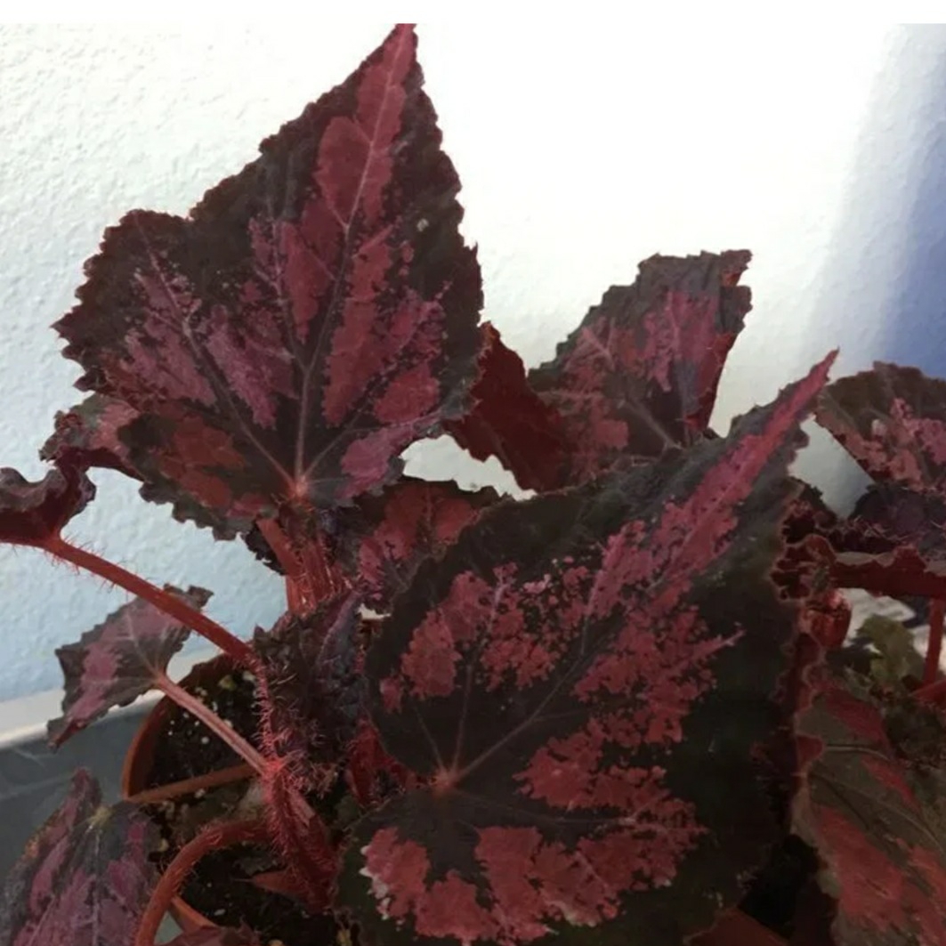 Begonia (Rex Cultorum Group) Harmonys Black Beauty syn. Begonia rex Harmonys Black Beauty in the GardenTags plant encyclopedia Rex Begonia Harmonys Black Beauty in the GardenTags plant encyclopedia