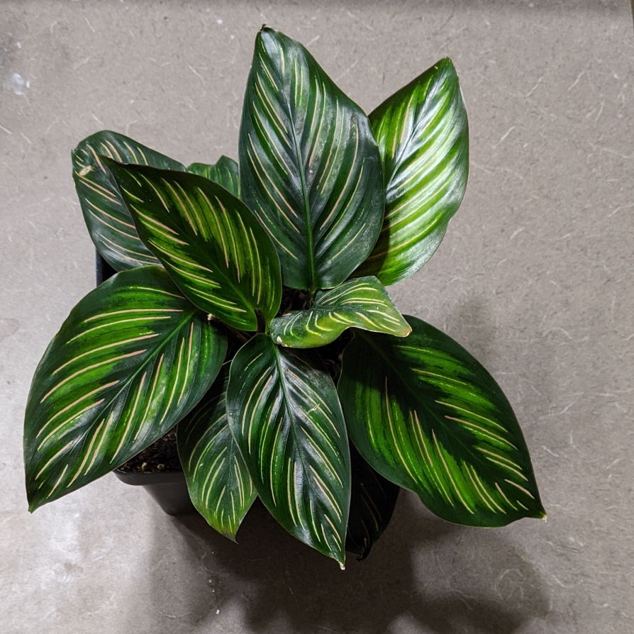 Calathea Ornata Beauty Star in the GardenTags plant encyclopedia Calathea Beauty Star in the GardenTags plant encyclopedia