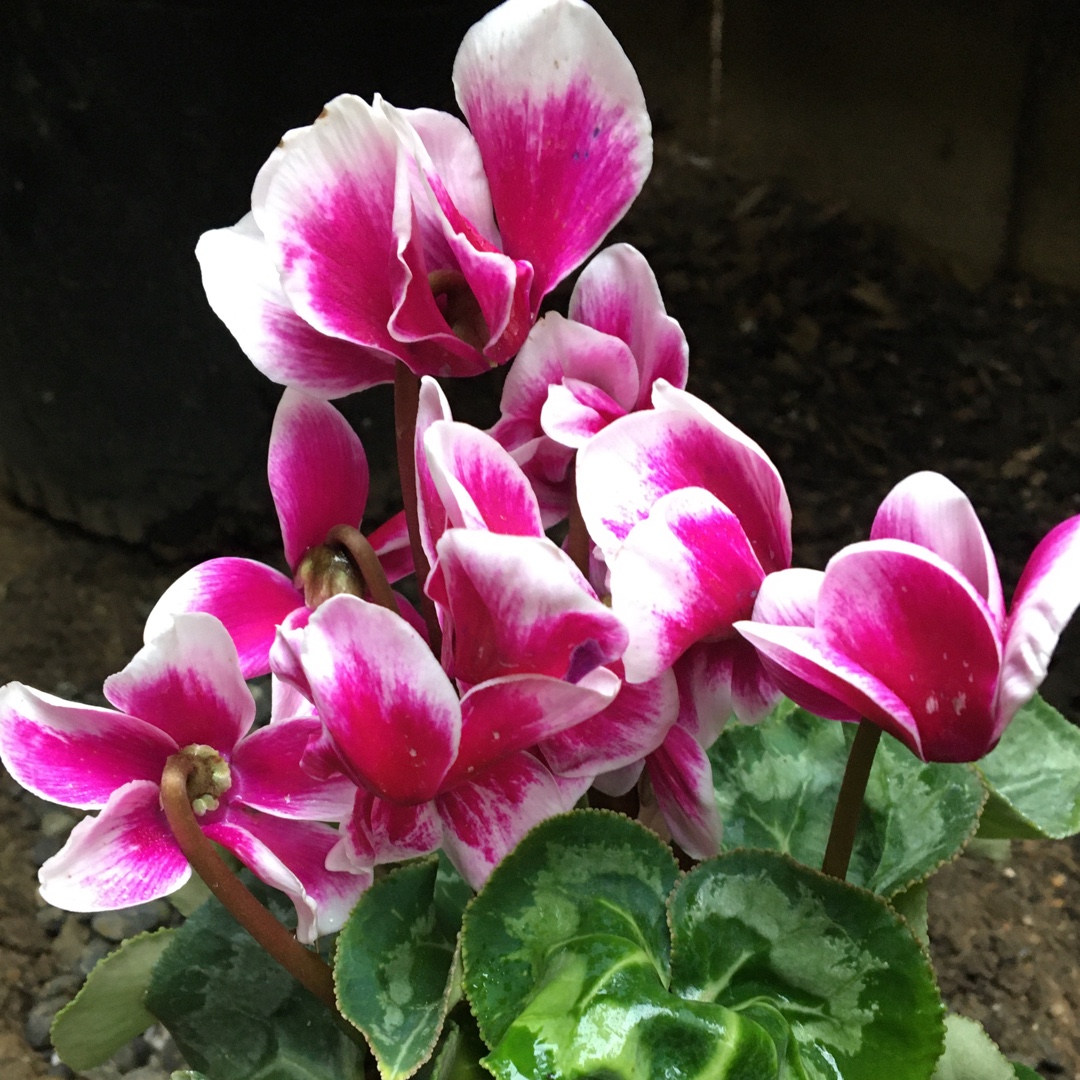 Cyclamen Halios Purple Flame (Halios Series) in the GardenTags plant encyclopedia Florists Cyclamen Halios Purple Flame in the GardenTags plant encyclopedia