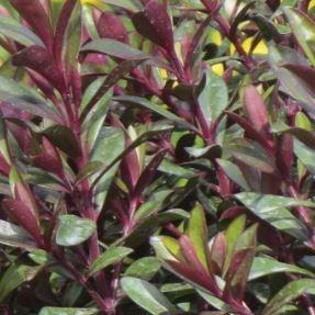 Hebe Merlot Memories in the GardenTags plant encyclopedia Shrubby Veronica Merlot Memories in the GardenTags plant encyclopedia
