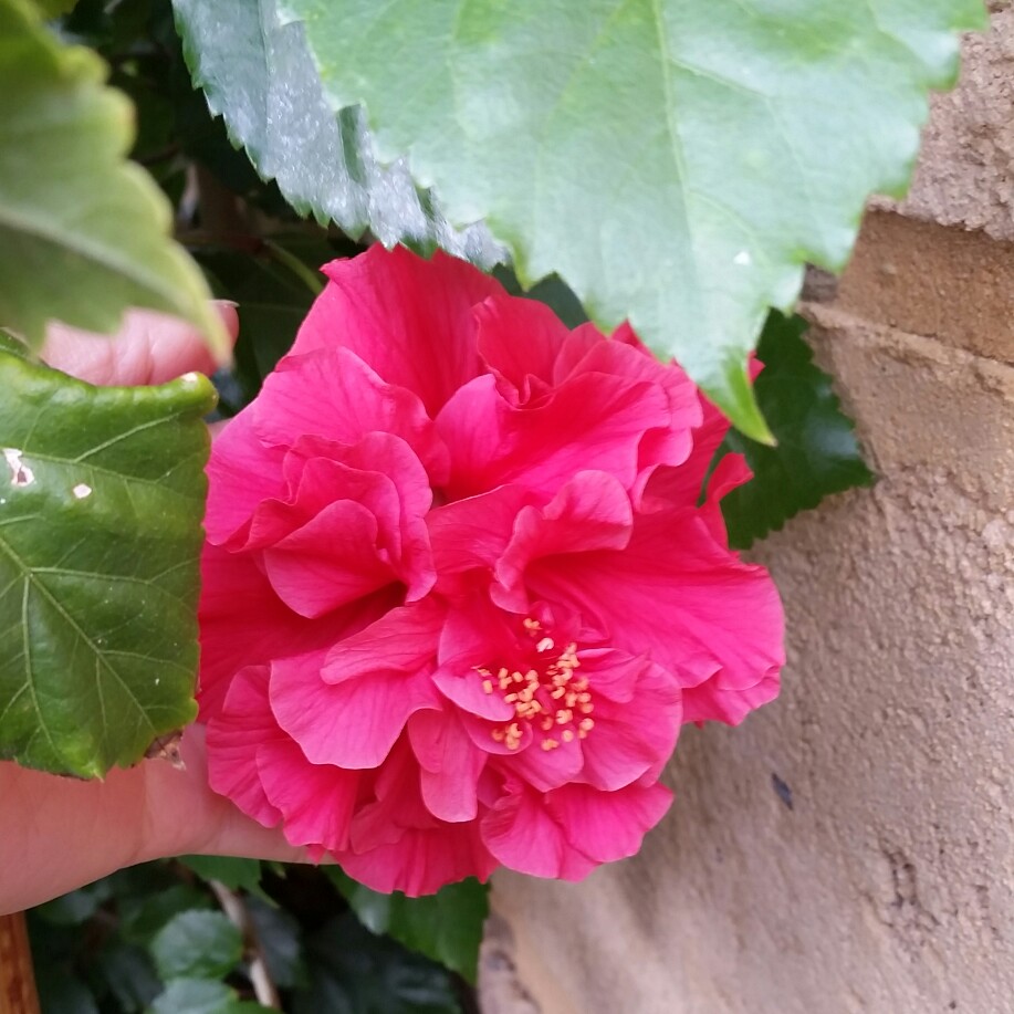 Hibiscus rosa-sinensis Sabrina in the GardenTags plant encyclopedia Hibiscus Sabrina in the GardenTags plant encyclopedia