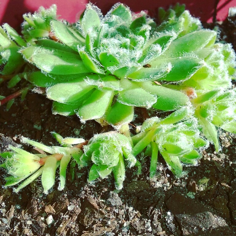 Sempervivum Fuzzy Wuzzy in the GardenTags plant encyclopedia Sempervivum Fuzzy Wuzzy in the GardenTags plant encyclopedia