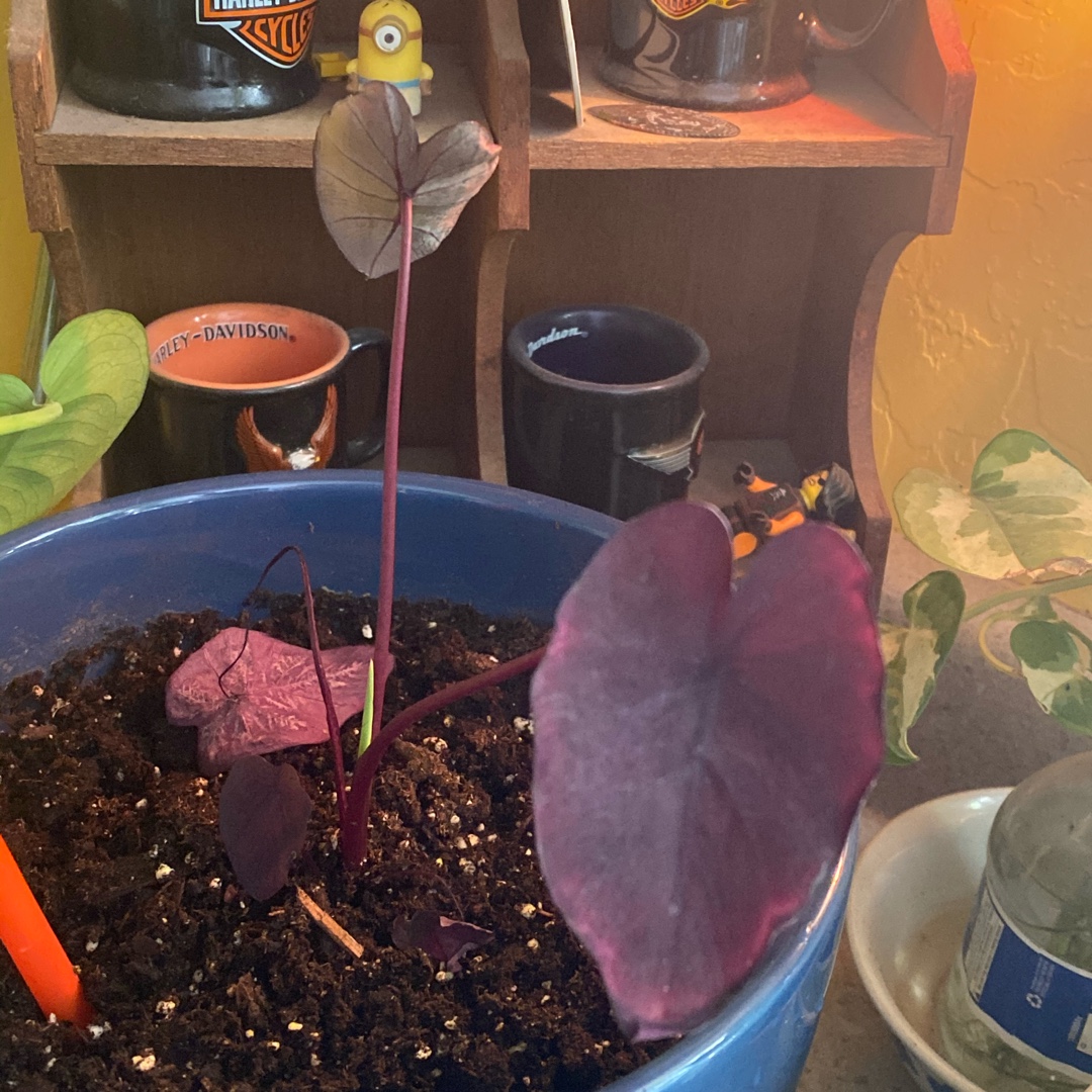 Colocasia esculenta Black Ripple syn. Colocasia esculenta Puckered Up in the GardenTags plant encyclopedia Elephant Ear Black Ripple in the GardenTags plant encyclopedia