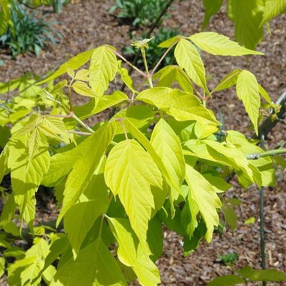 Golden Box Elder in the GardenTags plant encyclopedia