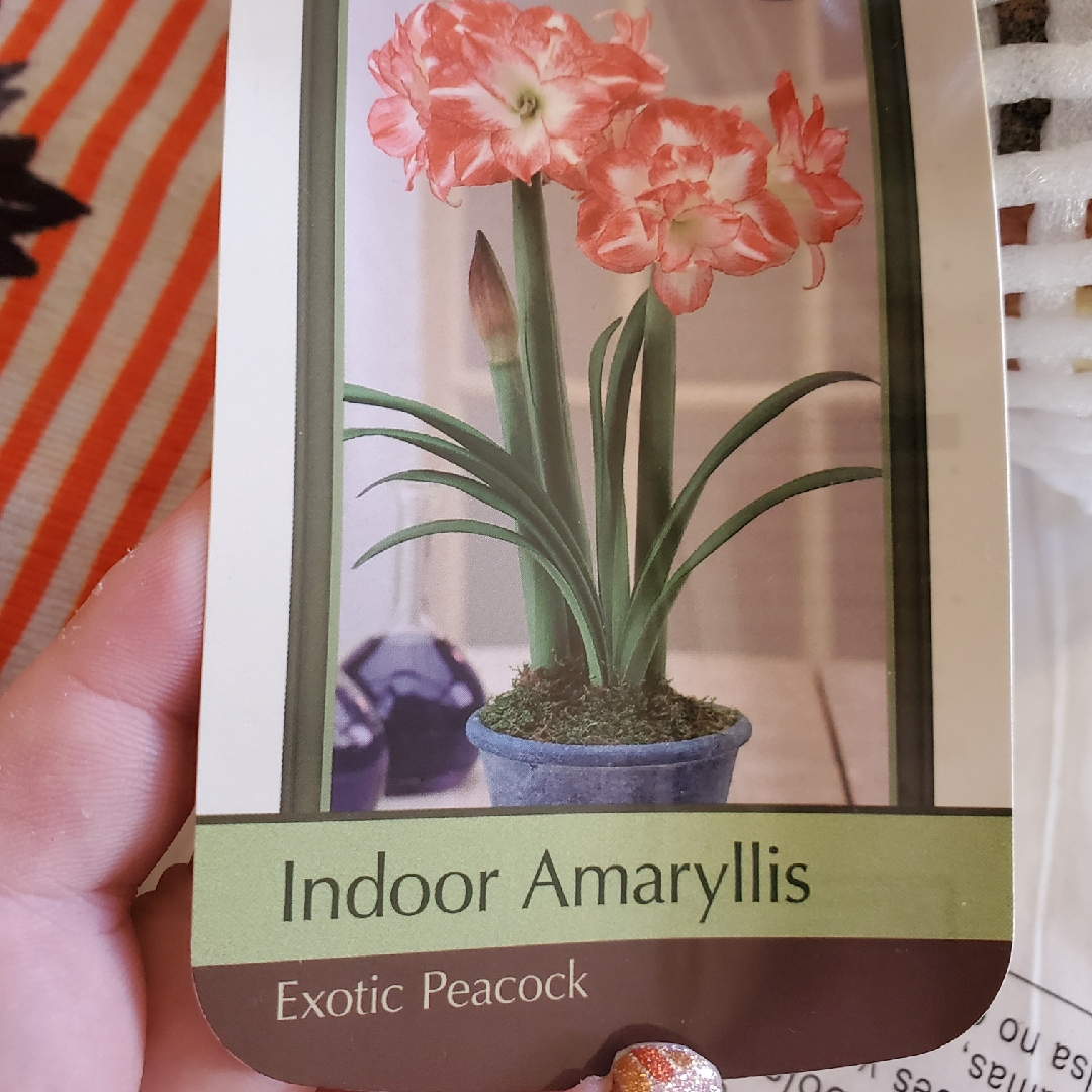 Hippeastrum (Double Galaxy Group) Exotic Peacock in the GardenTags plant encyclopedia Hippeastrum Exotic Peacock in the GardenTags plant encyclopedia