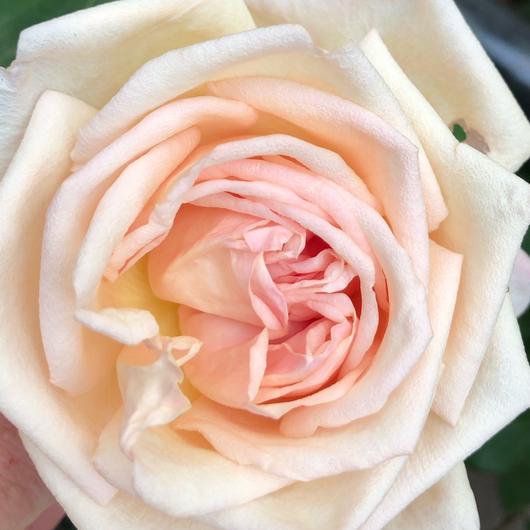 Rosa Baronne Henriette Snoy syn. Rosa Baronne Henriette de Snoy in the GardenTags plant encyclopedia Rose Baronne Henriette Snoy (Tea) in the GardenTags plant encyclopedia
