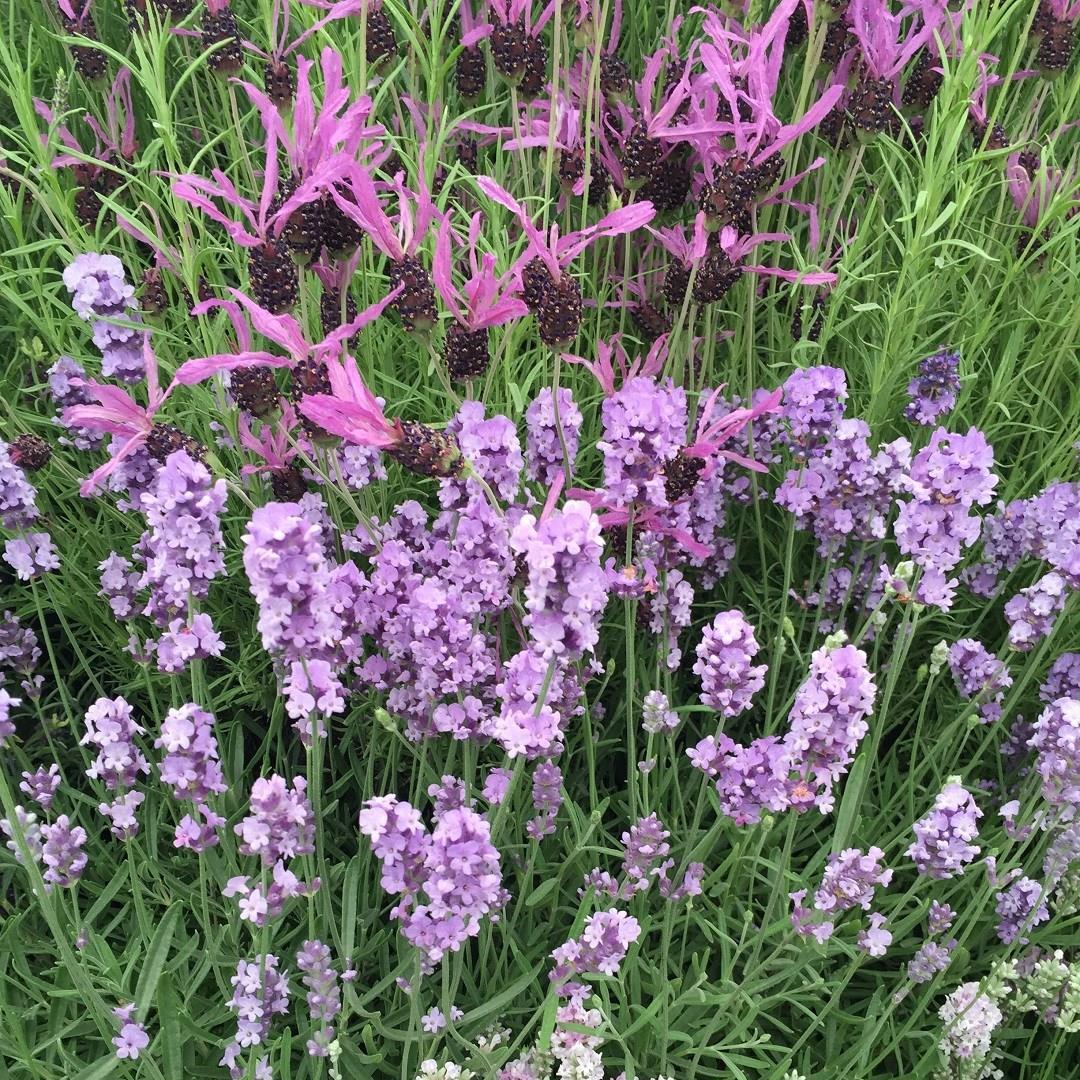 Lavandula in the GardenTags plant encyclopedia Lavender in the GardenTags plant encyclopedia