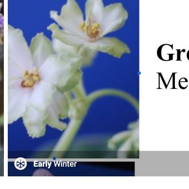 Streptocarpus sect. Saintpaulia Green Lace syn. Saintpaulia Green Lace in the GardenTags plant encyclopedia African Violet Green Lace in the GardenTags plant encyclopedia