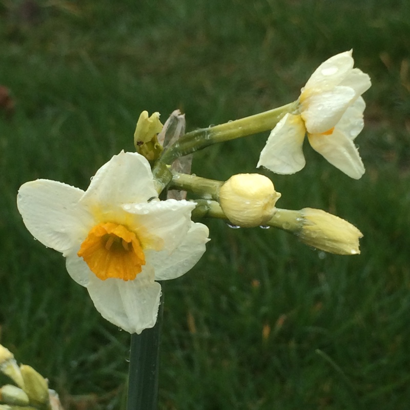 Narcissus Elvira in the GardenTags plant encyclopedia Daffodil Elvira (Tazetta) in the GardenTags plant encyclopedia