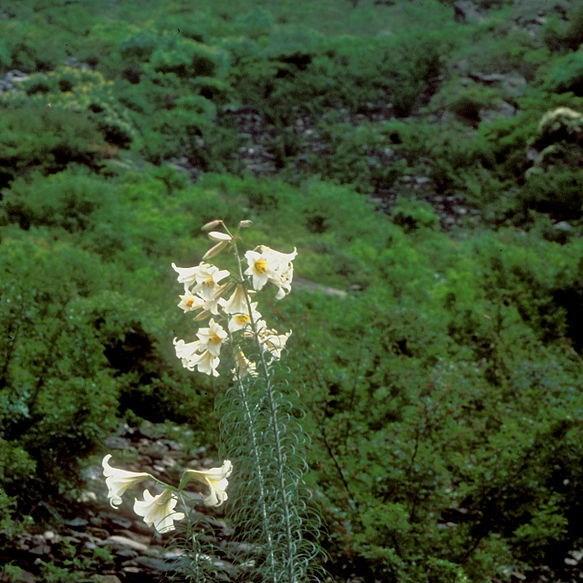 Lily (Species) Regal Lily Album in the GardenTags plant encyclopedia