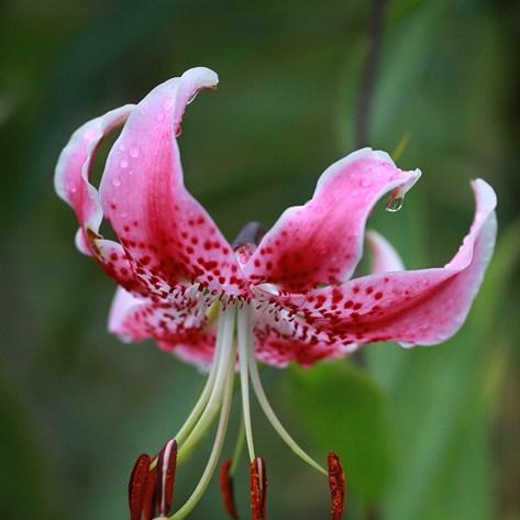 Lilium speciosum in the GardenTags plant encyclopedia Lily (Species) Japanese Lily in the GardenTags plant encyclopedia