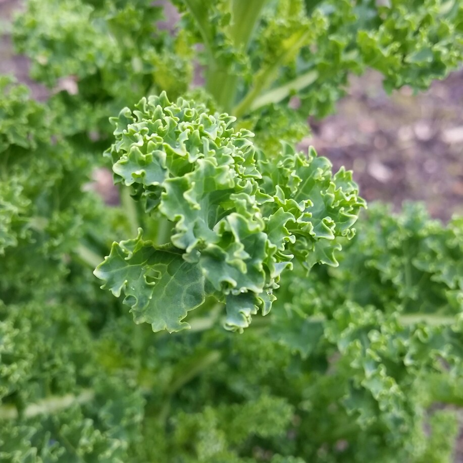 Brassica oleracea (Acephala Group) in the GardenTags plant encyclopedia Kale in the GardenTags plant encyclopedia