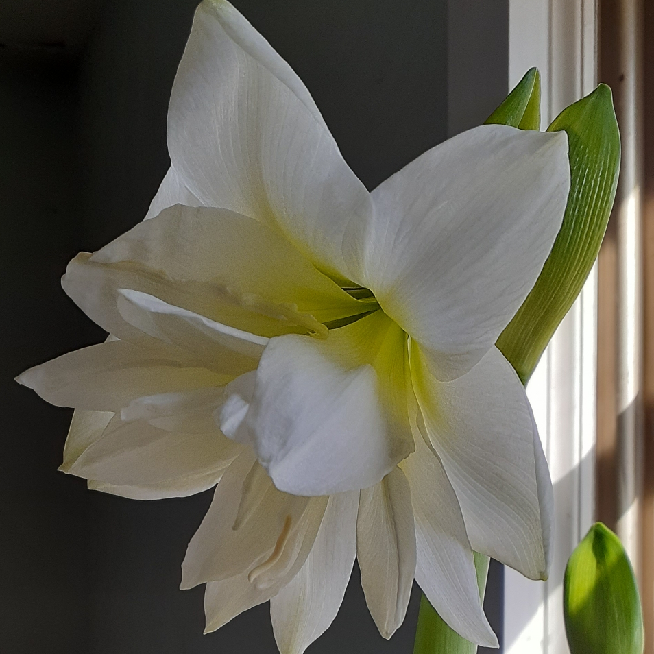Hippeastrum Marquis in the GardenTags plant encyclopedia Hippeastrum Marquis in the GardenTags plant encyclopedia